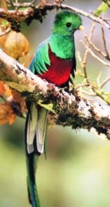 Monteverde resplendent quetzal