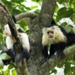 White-faced capuchin monkeys