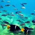 Costa Rica's amazing marine life