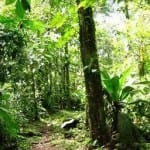 Costa Rica rainforest