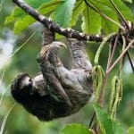 Three-toed sloth of Costa Rica