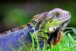 Costa Rican iguana