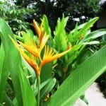 Pranamar's lush gardens irrigated with treated waste water