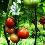 Pranamar's edible gardens supply its restaurant