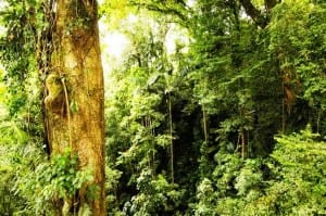 See stunning primary tropical rainforest at Veragua Rainforest Adventure Park