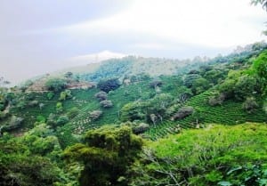 Costa Rica coffee plantations grow world-class gourmet coffee