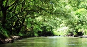 Experience the hidden gorgeous beauty of the Penas Blancas River in Costa Rica