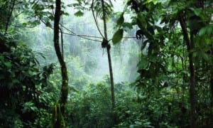 Tropical forests are home to two-thirds of all of the living species on the planet 