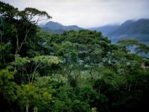 Costa Rica was once 99% forest. Today forest covers 47% of the country.