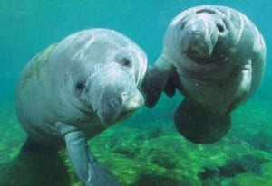 West Indian Manatees resemble walruses but are related to elephants