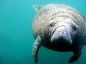 Manatees huge appetite for sea grass helps warm their bodies