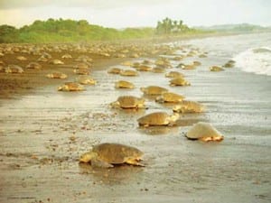 Thousands of green sea turtles come to lay eggs in Tortuguero