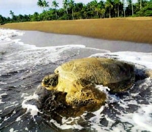 Green and other sea turtles are protected in Costa Rica's Tortuguero National Park