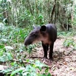 Tapirs like this one can be found in Costa Rica's Tenorio Volcano National Park