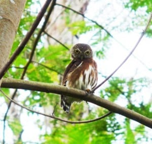 A Little Owl photographed at Veragua Rainforest near Limon in Costa Rica