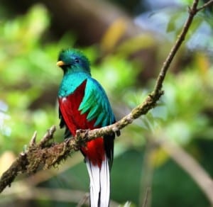 See Resplendent Quetzals in the cloud forest reserve around Villa Blanca Hotel