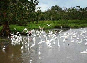 Cano Negro Wildlife Refuge is a top place for birds and wildlife in Costa Rica