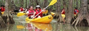 Explore the world of a mangrove estuary on this Manuel Antonio kayaking tour
