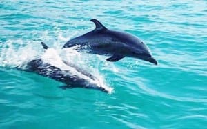 Pacific Spotted Dolphins playing alongside Planet Dolphin's catamaran tour