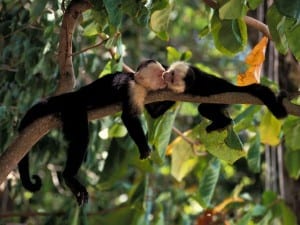 See white-faced capuchin monkeys and other wildlife hiking at Veragua Rainforest