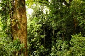 Costa Rica's rainforest offers fabulous hiking options