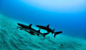Dive-Cano-Island-sharks-300x176.jpg?width=300