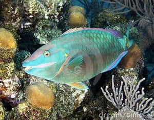 See parrotfish and amazing coral reef diving on Costa Rica's Caribbean Coast