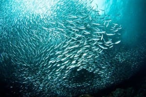 Dive with multitudes of marine life like this sardine school off Costa Rica's Pacific Coast
