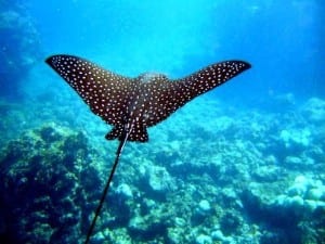 Dive with large marine life like this spotted eagle ray on Costa Rica's Pacific Coast