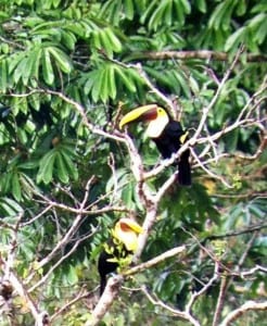 Portasol private reserve protects wildlife like these toucans