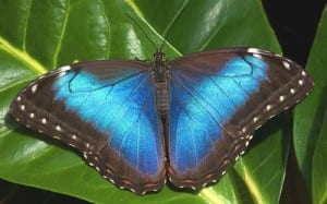 Costa Rica's Blue Morpho Butterfly is one of the most beautiful