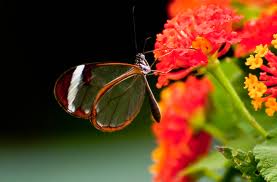 Glasswing butterfly in Costa Rica