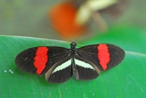 Postman Butterfly is one of Costa Rica's many varieties of butterflies