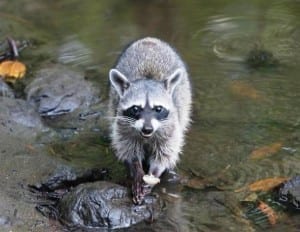 Raccoons are one of many mammal species at Costa Rica's Curu Wildlife Refuge