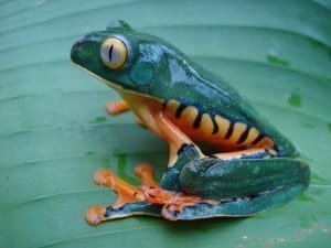 One of the many species of rainforest frogs at Veragua Rainforest in Costa Rica