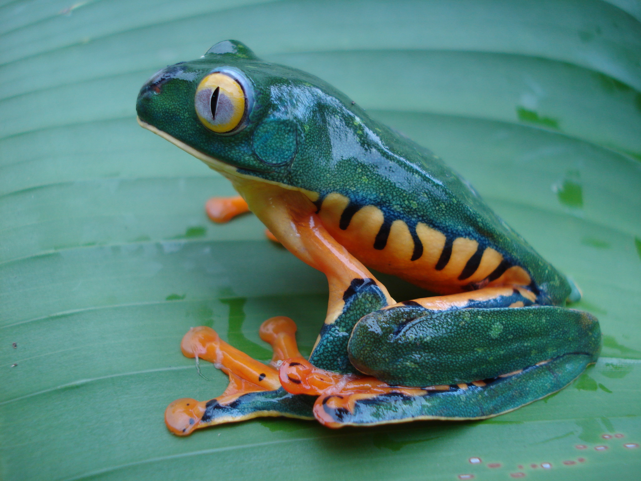 Educational programs focus on Costa Rica biodiversity - Tripatini