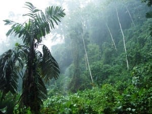 Neotropical rainforest at Veragua Rainforest Research & Adventure in Costa Rica