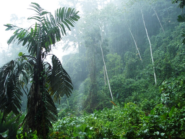 Tropical forest - Wikipedia