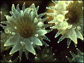 Coral-Polyps-photo-courtesy-of-Phillip-Dustan-College-of-Charleston.jpg?width=172