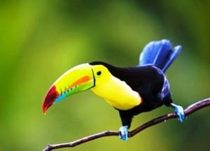 Toucans are part of Costa Rica's amazing & varied biodiversity