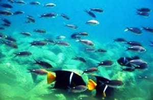 Tortuga Island snorkeling with Costa Rica Special Deals