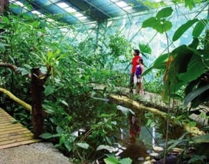 Veragua Rainforest frog garden in Costa Rica