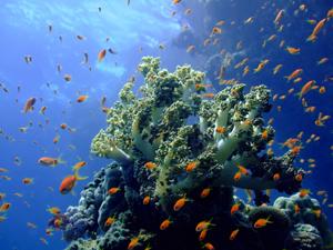 Corals & colorful tropical fish in Cahuita National Park, Costa Rica