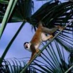 Squirrel monkey at Curu Wildlife Refuge, southern Nicoya Peninsula, Costa Rica