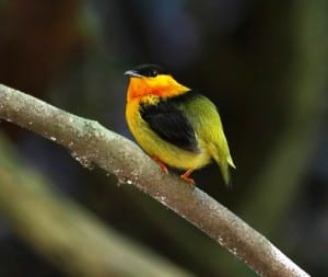 Carara National Park, orange-collared manakin, Costa Rica