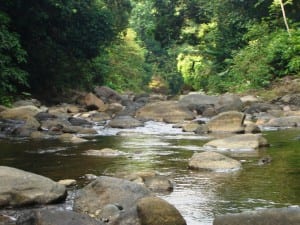 Portasol Rainforest Community river and forests are protected