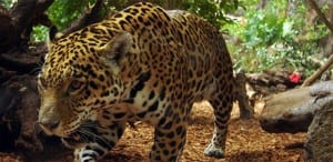 Jaguar in Corcovado National Park, part of Costa Rica's Pacific biological corridor