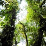 Monteverde cloud forest tree canopy in Costa Rica