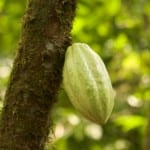 Nicuesa-cacao-tree-seed-pod-150x150.jpg?width=150