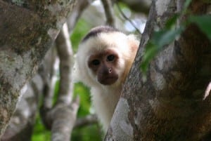 Rincon de la Vieja National Park, white faced Capuchin monkey